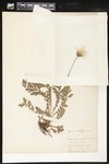Seeds of Geum triflorum (Prairie smoke; Old man's whiskers): Botanical specimen collected by Professor John M. Holzinger, 1899 by Helen J. Monahan