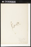 Claytonia virginica (Virginia springbeauty): Botanical specimen collected by Helen Monahan, 1899 by Helen J. Monahan
