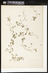 Stellaria media (Common chickweed): Botanical specimen collected by Helen Monahan, 1899 by Helen J. Monahan