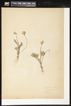 Viola pedata (Birdfoot violet): Botanical specimen collected by Helen Monahan, 1899 by Helen J. Monahan