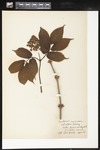 Sambucus racemosa (Red elderberry): Botanical specimen collected by Alice Ford, 1912 by Alice Ford