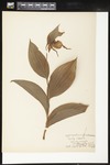 Cypripedium parviflorum var. pubescens (Greater yellow lady's slipper): Botanical specimen collected by Alice Ford, 1912 by Alice Ford