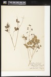 Thalictrum dioicum (Early meadow-rue): Botanical specimen collected by Alice Ford, 1912 by Alice Ford