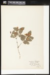 Lonicera tatarica (Tatarian honeysuckle ): Botanical specimen collected by Professor John M. Holzinger, 1912 by Alice Ford