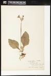 Dodecatheon meadia (Pride of Ohio; Shootingstar): Botanical specimen collected by Alice Ford, 1912 by Alice Ford