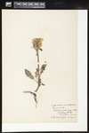 Pedicularis canadensis (Canadian lousewort): Botanical specimen collected by Alice Ford, 1912 by Alice Ford