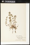 Glechoma hederacea (Ground ivy; Creeping charlie): Botanical specimen collected by Alice Ford, 1912 by Alice Ford