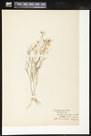 Arabis lyrata (Lyrate rockcress): Botanical specimen collected by Alice Ford, 1912 by Alice Ford