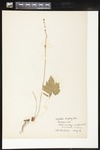 Mitella diphylla (Twoleaf miterwort): Botanical specimen collected by Alice Ford, 1912 by Alice Ford