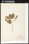 Prunus virginiana (Chokecherry): Botanical specimen collected by Alice Ford, 1912 by Alice Ford