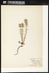 Euphorbia cyparissias (Cypress spurge): Botanical specimen collected by Alice Ford, 1912 by Alice Ford