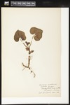Asarum canadense (Canadian wild ginger): Botanical specimen collected by Alice Ford, 1912 by Alice Ford