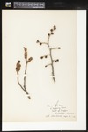 Ulmus rubra (Slippery elm): Botanical specimen collected by Alice Ford, 1912 by Alice Ford
