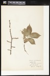 Ulmus americana (American elm): Botanical specimen collected by Alice Ford, 1912 by Alice Ford