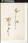 Betula populifolia (Gray birch): Botanical specimen collected by Alice Ford, 1912 by Alice Ford