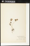 Thalictrum thalictroides (Rue anemone): Botanical specimen collected by Alice Ford, 1912 by Alice Ford