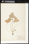 Anemone acutiloba (Rue anemone): Botanical specimen collected by Alice Ford, 1912 by Alice Ford