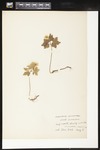 Anemone quinquefolia (Wood anemone): Botanical specimen collected by Alice Ford, 1912 by Alice Ford