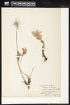 Anemone patens (Eastern pasqueflower ): Botanical specimen collected by Alice Ford, 1912 by Alice Ford
