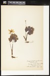 Sanguinaria canadensis (Bloodroot): Botanical specimen collected by Alice Ford, 1912 by Alice Ford