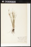 Sisyrinchium campestre (Prairie blue-eyed grass): Botanical specimen collected by Alice Ford, 1912 by Alice Ford