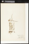 Hypoxis hirsuta (Yellow star-grass): Botanical specimen collected by Alice Ford, 1912 by Alice Ford