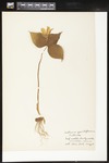 Trillium grandiflorum (White trillium): Botanical specimen collected by Alice Ford, 1912 by Alice Ford