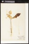 Arisaema triphyllum (Jack-in-the-pulpit): Botanical specimen collected by Alice Ford, 1912 by Alice Ford