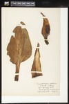 Symplocarpus foetidus (Skunk cabbage ): Botanical specimen collected by Alice Ford, 1912 by Alice Ford