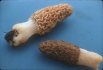 Mushroom slides by Cal R. Fremling