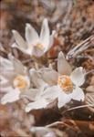 Flower slides by Cal R. Fremling