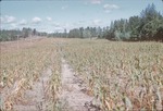 Soil slides by Cal R. Fremling
