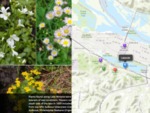 Historic Winona Township Plant Specimen Collections: A StoryMap