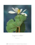 Bloodroot with copyright mark by Richard B. Pearce