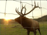 10. Businesses: Elk Farms by Joyce Woodworth